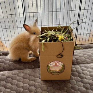 🌿 Bylinkový mix „Zdravé bruško“ – Prírodná hostina pre králička 150g🐰
