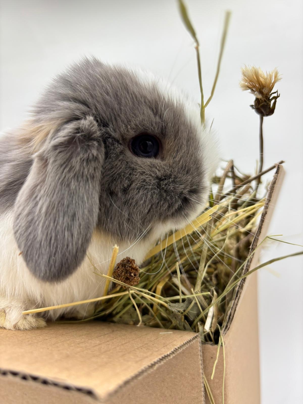 🌿🐰 Kvalitné lúčne seno pre králičky a malé zvieratá – 500g balenie 🐹🌾🌞 – Obrázok 6