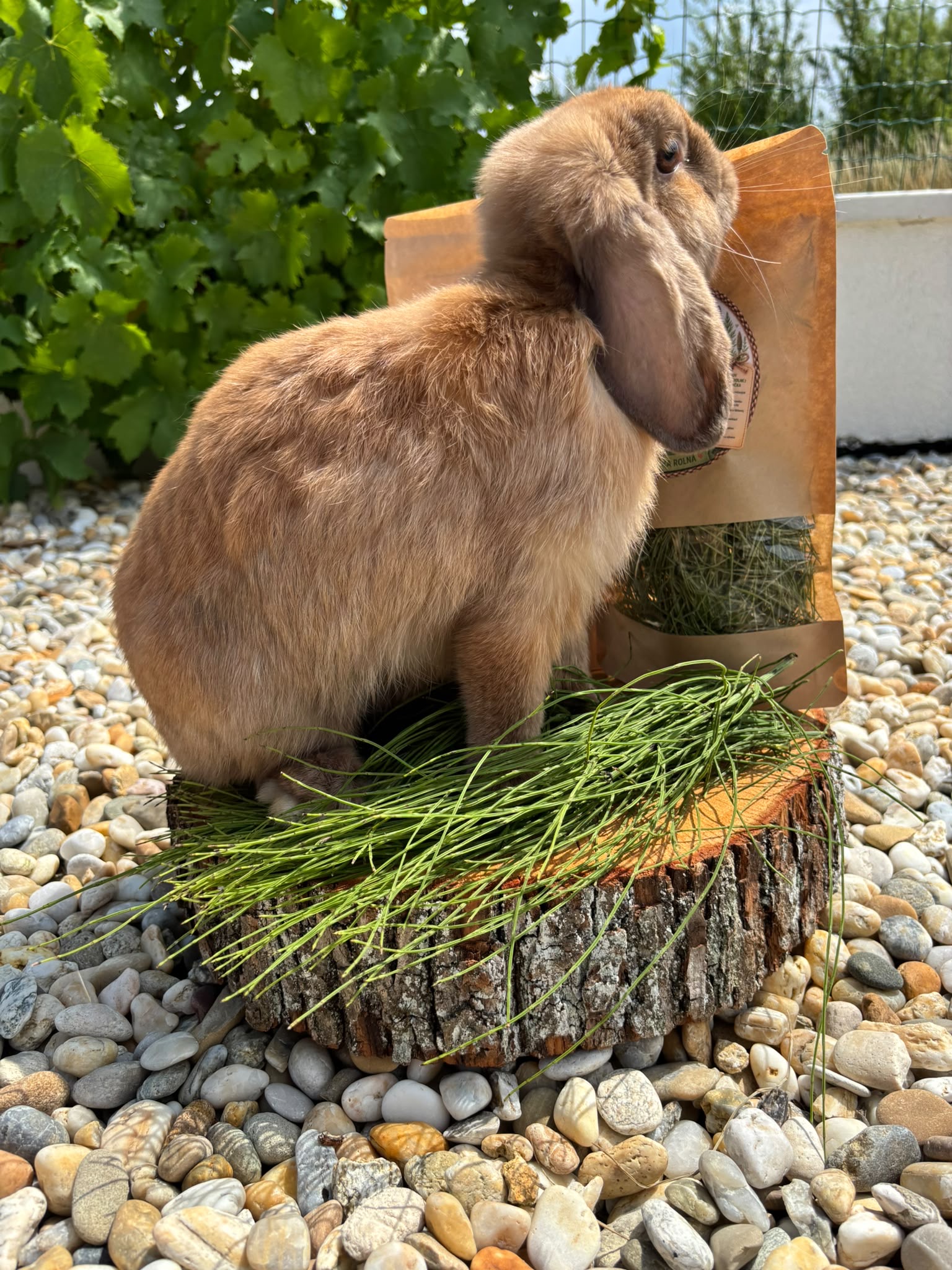 🌿 Praslička roľná – prírodná maškrta pre králiky 🐰 – Obrázok 7