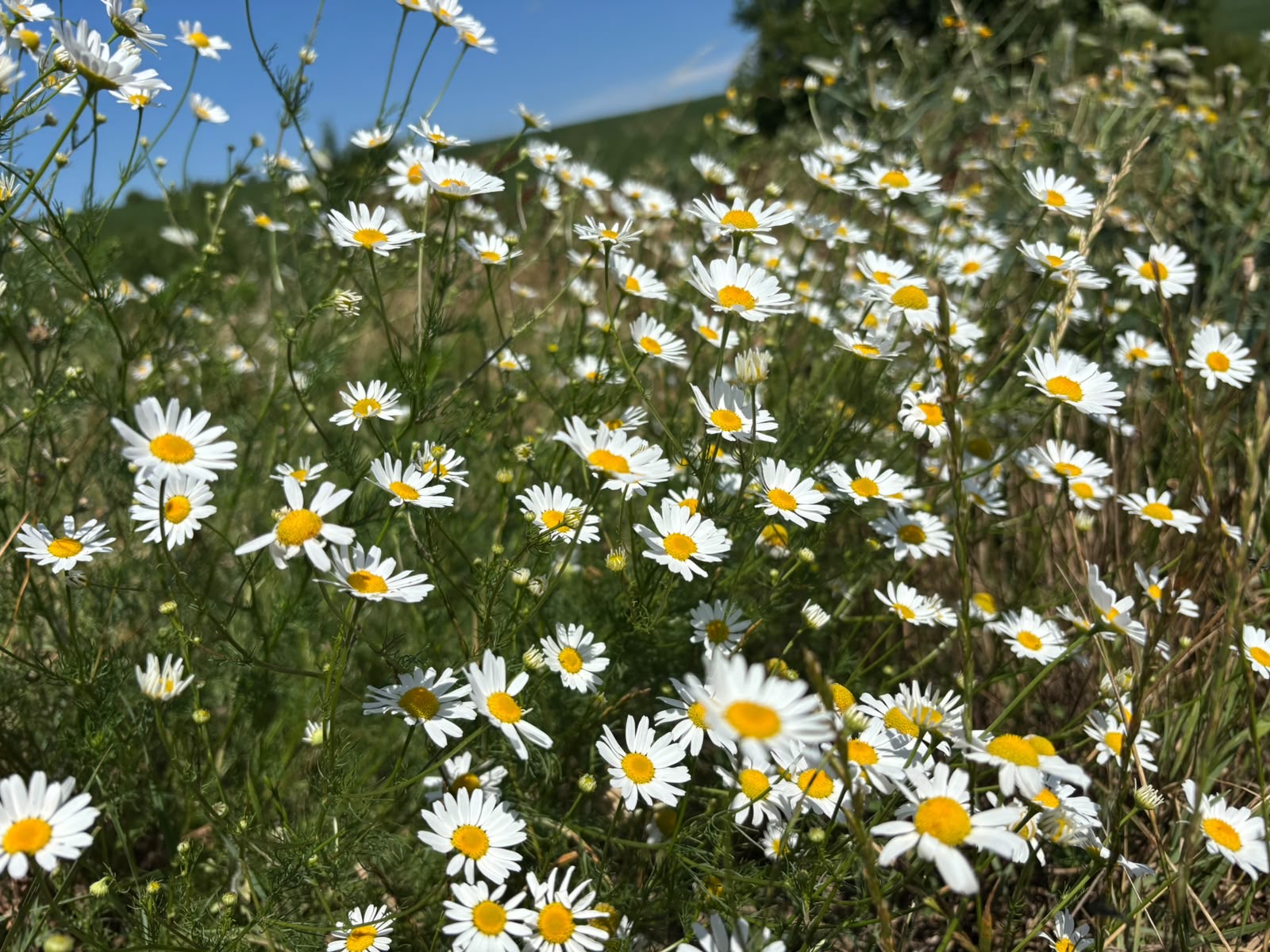 🌼 Rumanček pravý – voňavá bylinná pochúťka pre králiky 🐰 – Obrázok 3