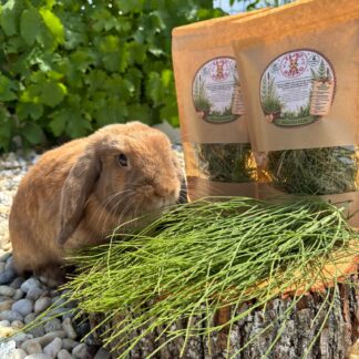 🌿 Praslička roľná – prírodná maškrta pre králiky 🐰