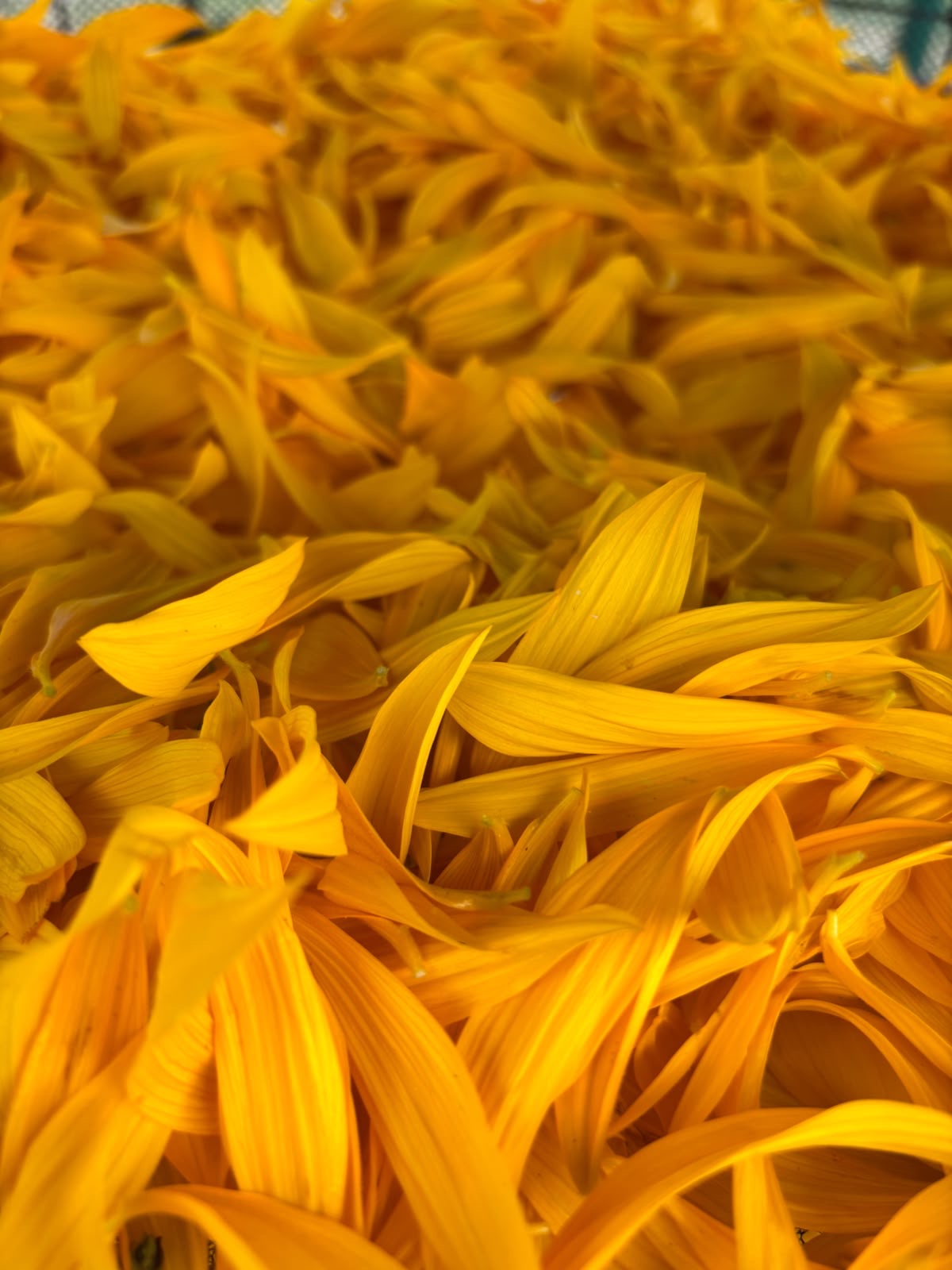 🌻 Slnečnicové lístky – Obrázok 4