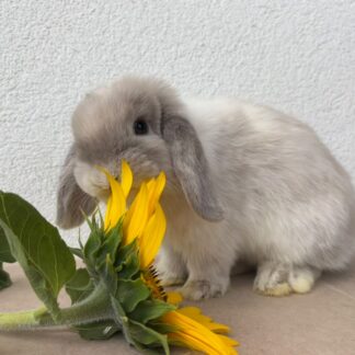 🌻 Slnečnicové lístky