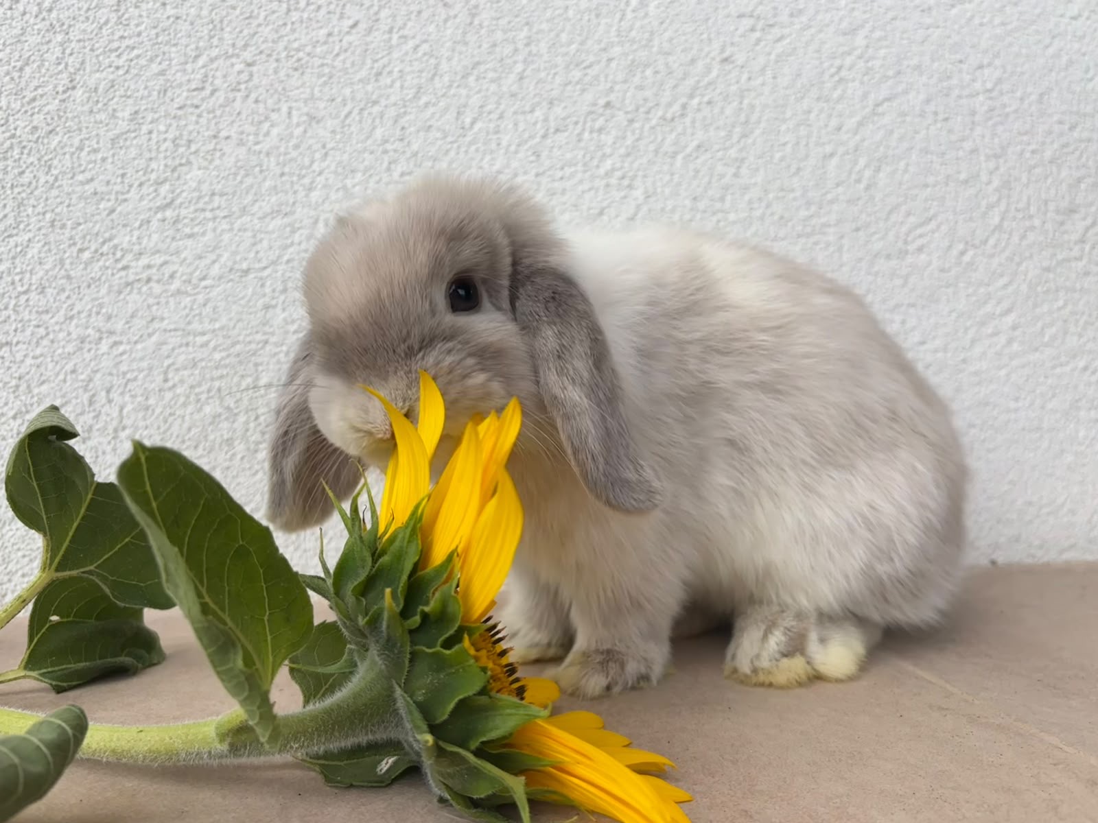 🌻 Slnečnicové lístky