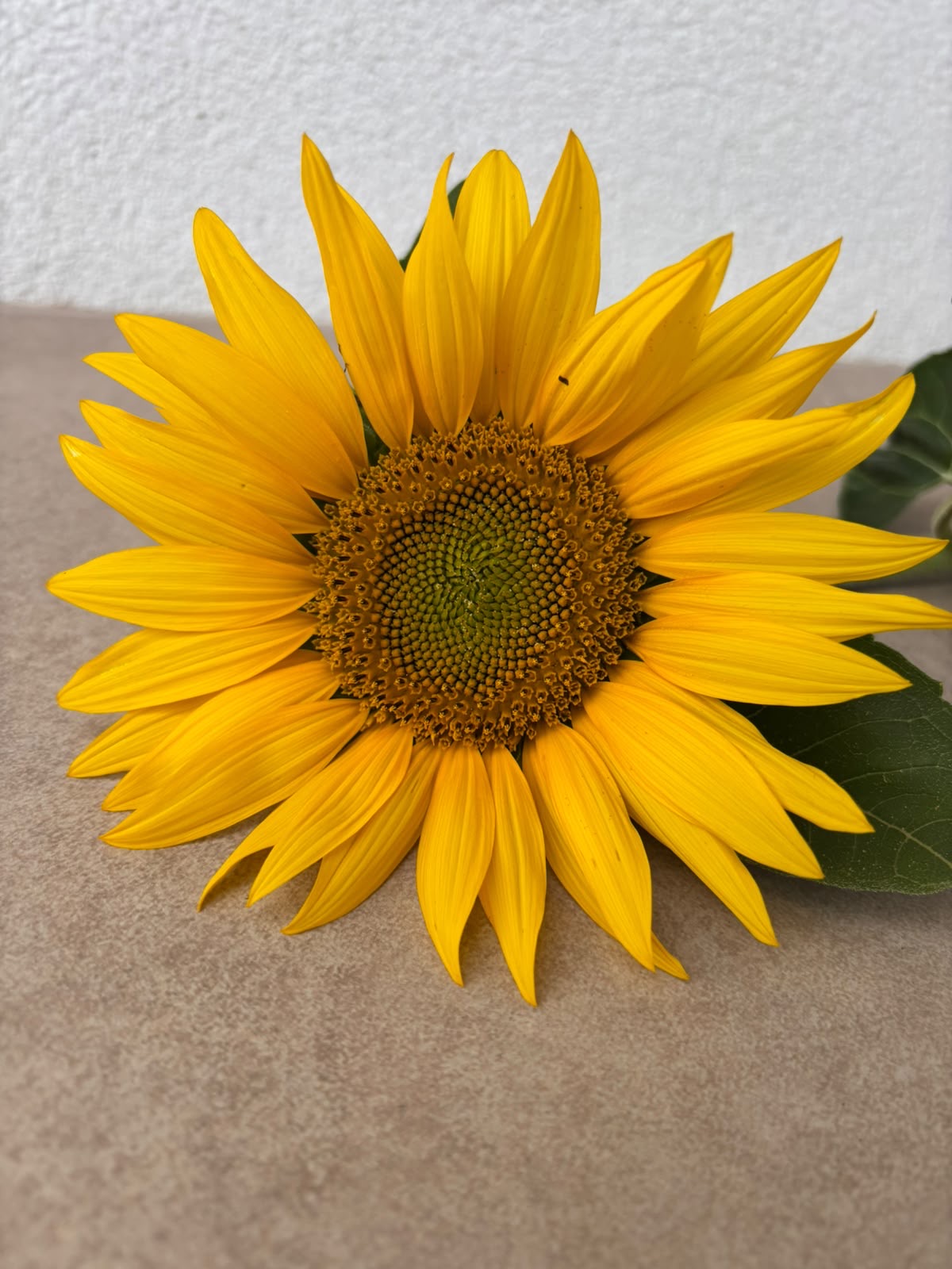 🌻 Slnečnicové lístky – Obrázok 3