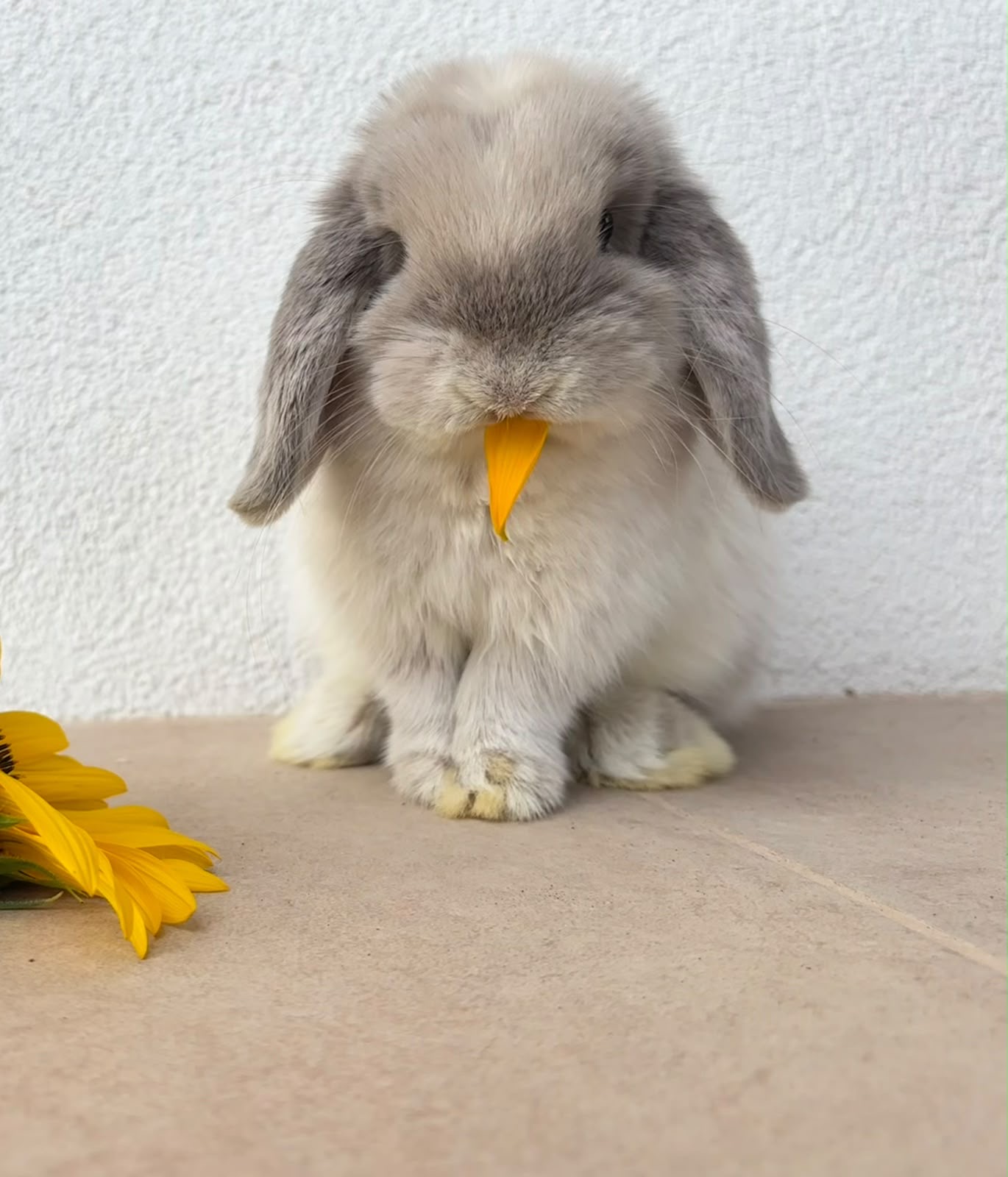 🌻 Slnečnicové lístky – Obrázok 8